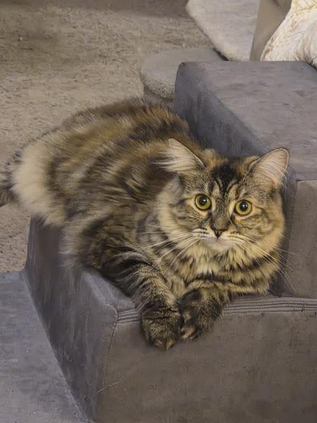 Enlarge Mona Lisa, a Adoptable Domestic Medium Hair in Keansburg, NJ image 1/3