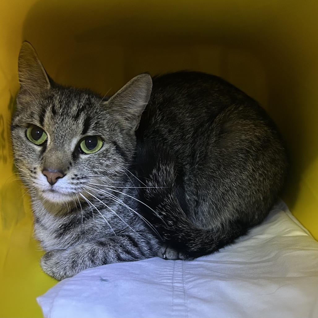 Kitty Girl, Adoptable, Adult Female Domestic Short Hair.