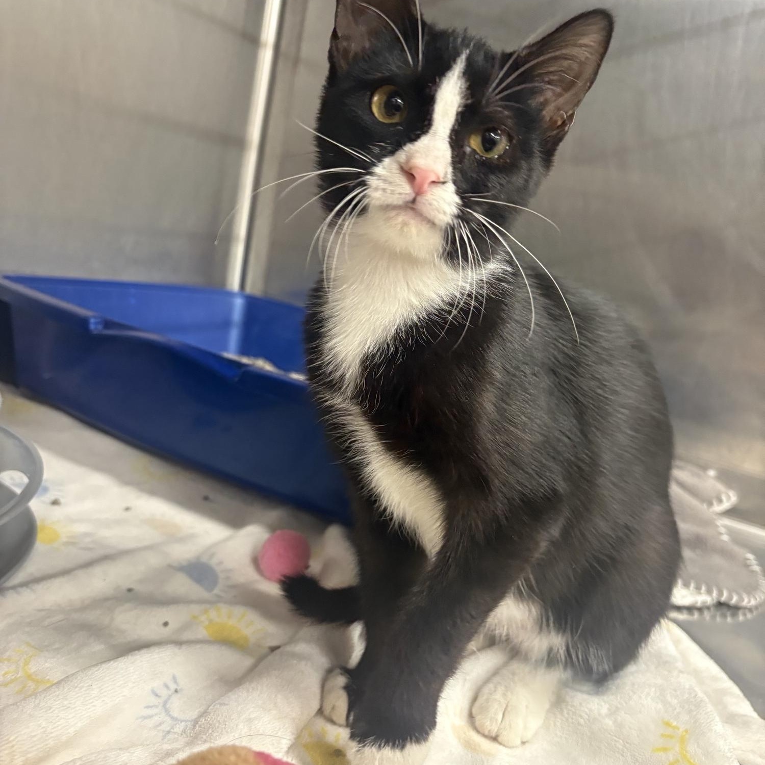 Limeade, ADOPTABLE, Kitten Female Domestic Short Hair.