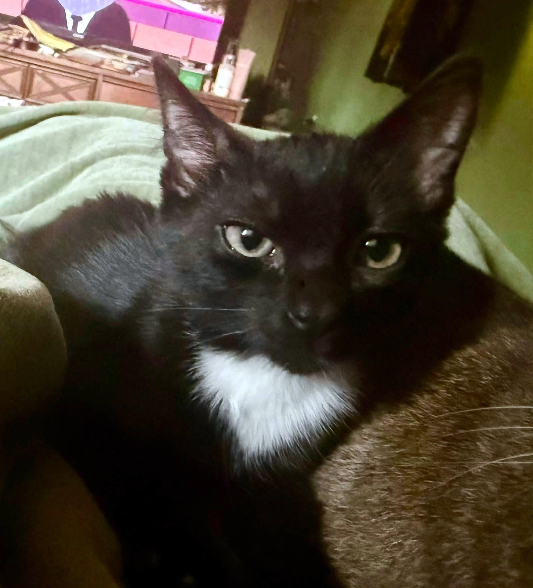 Ramen, a ADOPTABLE Domestic Short Hair in Pittsburgh, PA image 3/6
