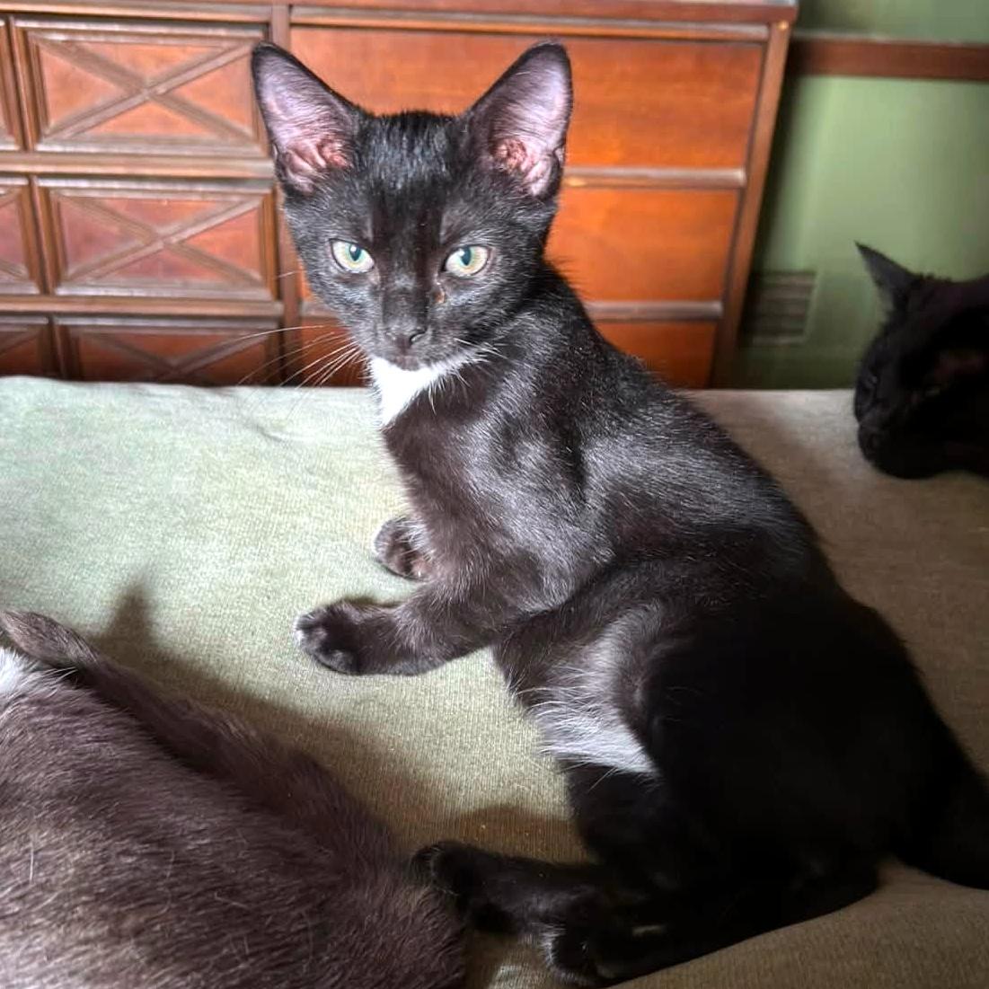 Ramen, ADOPTABLE, Kitten Male Domestic Short Hair.