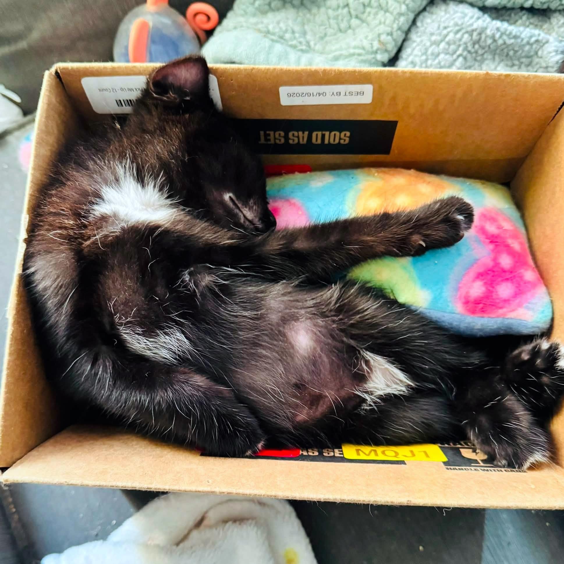 Ramen, a ADOPTABLE Domestic Short Hair in Pittsburgh, PA image 6/6