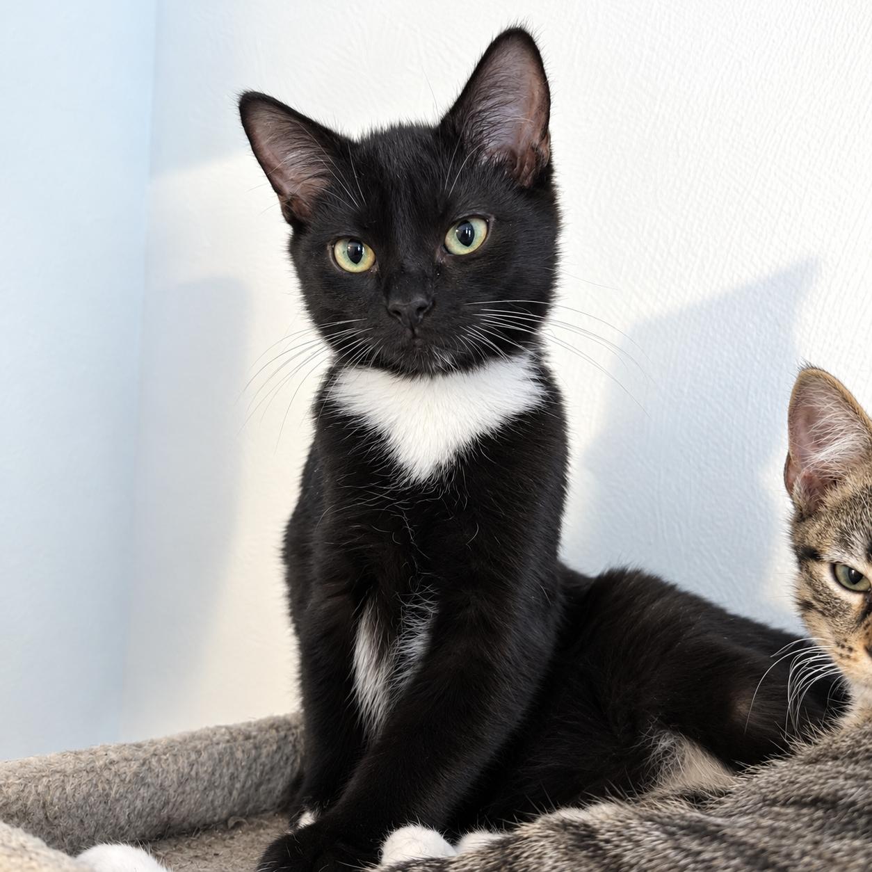Enlarge Ramen, a Adoptable Domestic Short Hair in Pittsburgh, PA image 2/5