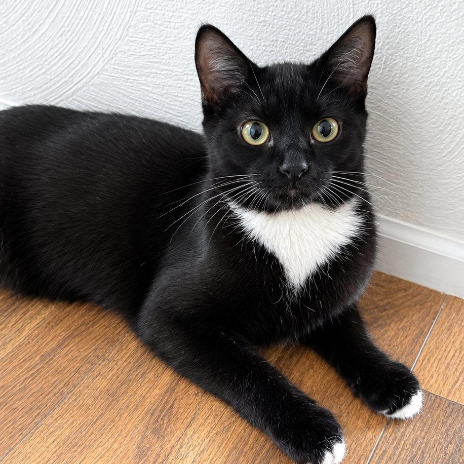 Ramen, Adoptable, Kitten Male Domestic Short Hair.