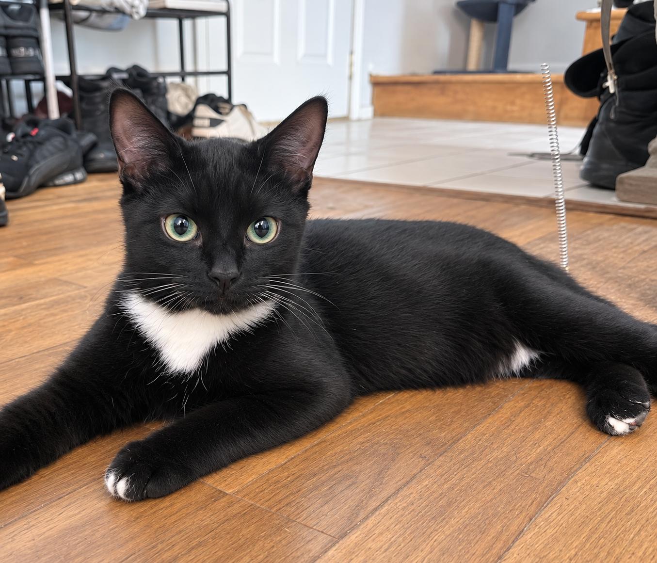 Enlarge Ramen, a Adoptable Domestic Short Hair in Pittsburgh, PA image 3/5