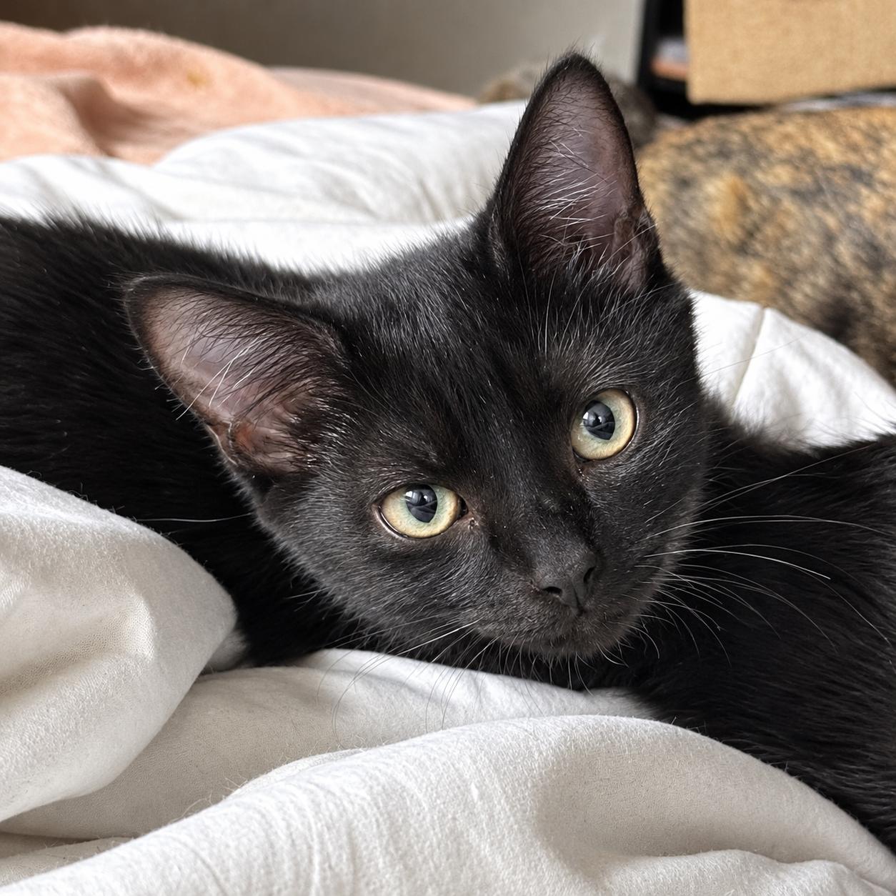 Enlarge Ramen, a Adoptable Domestic Short Hair in Pittsburgh, PA image 5/5