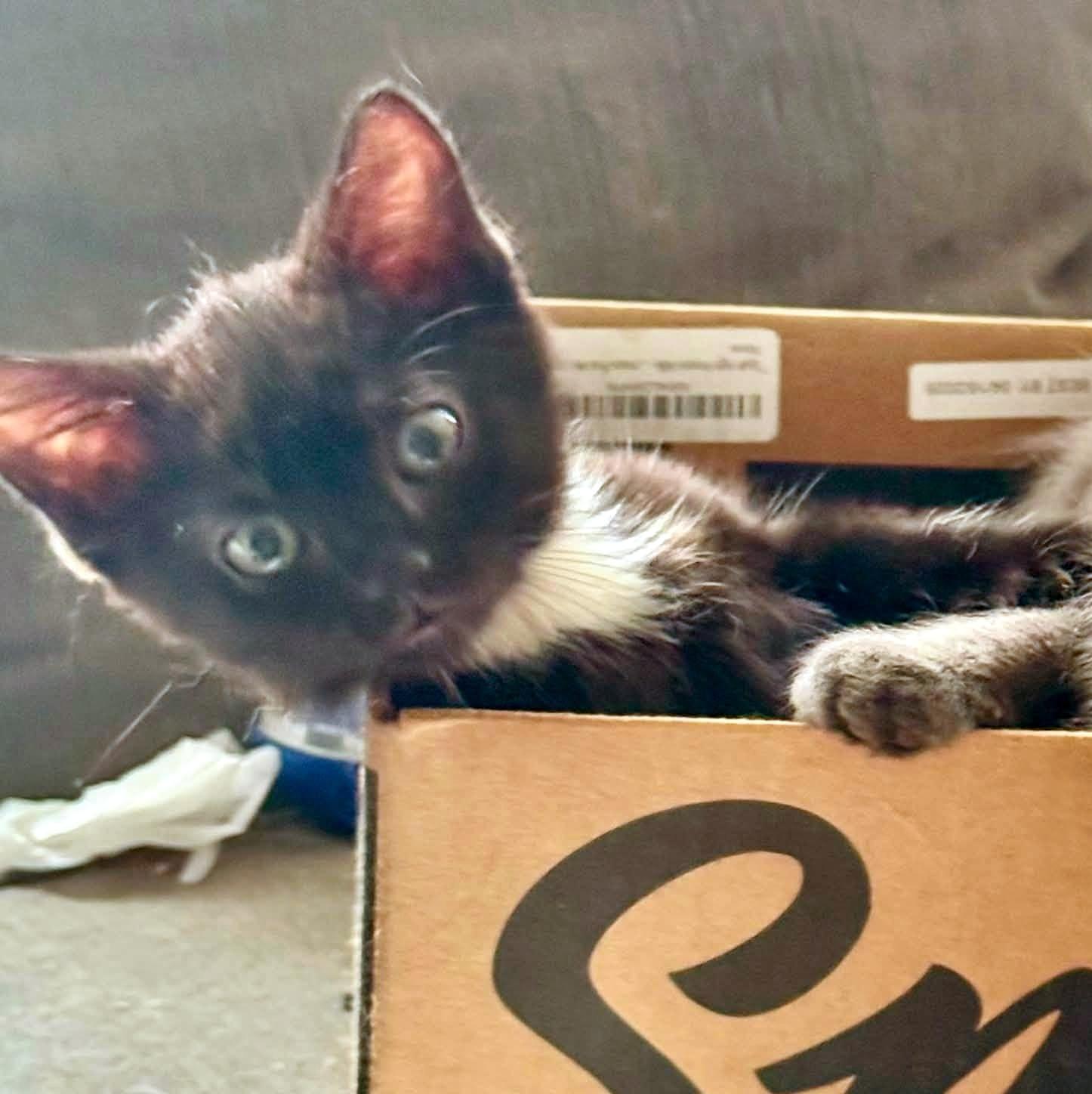 Ramen, a ADOPTABLE Domestic Short Hair in Pittsburgh, PA image 5/6