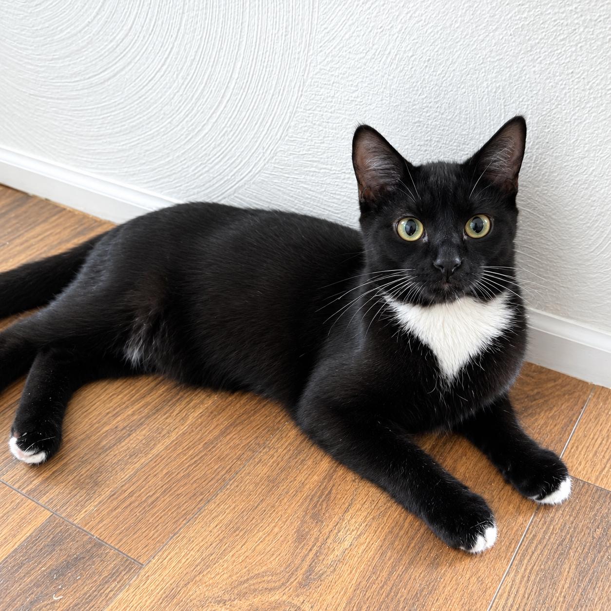 Enlarge Ramen, a Adoptable Domestic Short Hair in Pittsburgh, PA image 4/5
