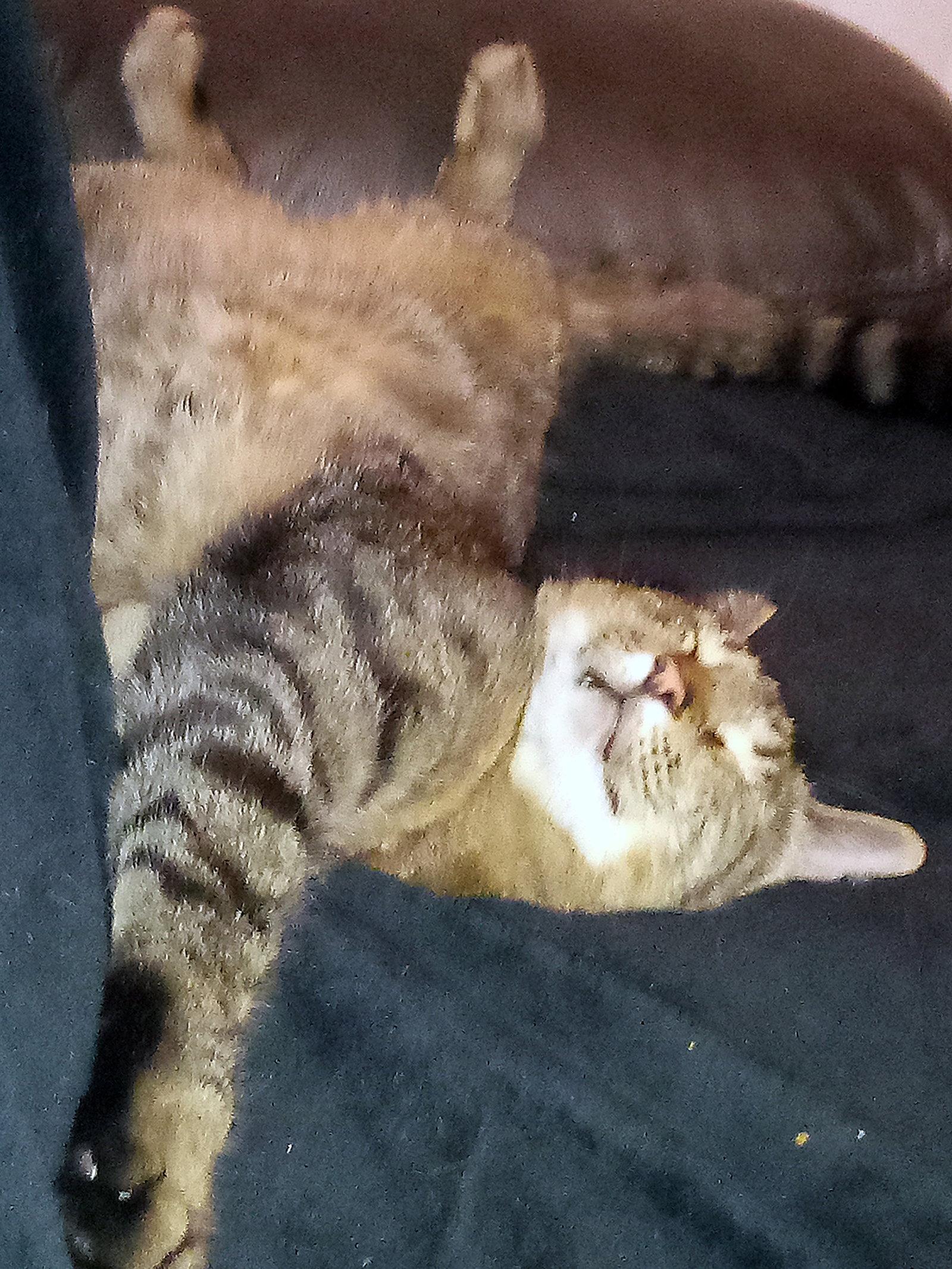 APOLLO #1875 - Offered by Owner - Quiet Companion, Adoptable, Adult Male Tabby & Domestic Short Hair.