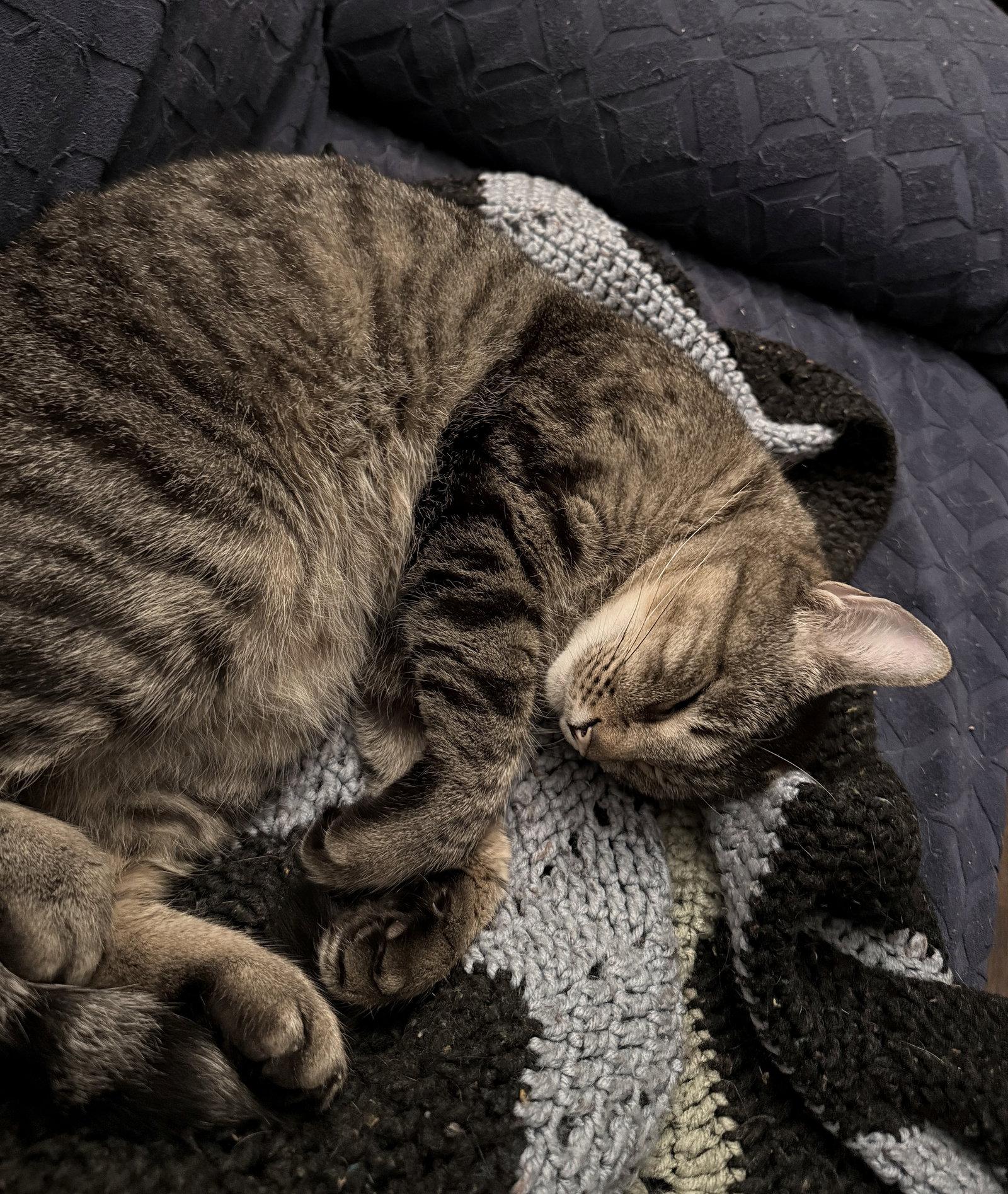 APOLLO #1875 - Offered by Owner - Quiet Companion, a Adoptable mixed breed in Hillsboro, OR image 3/3