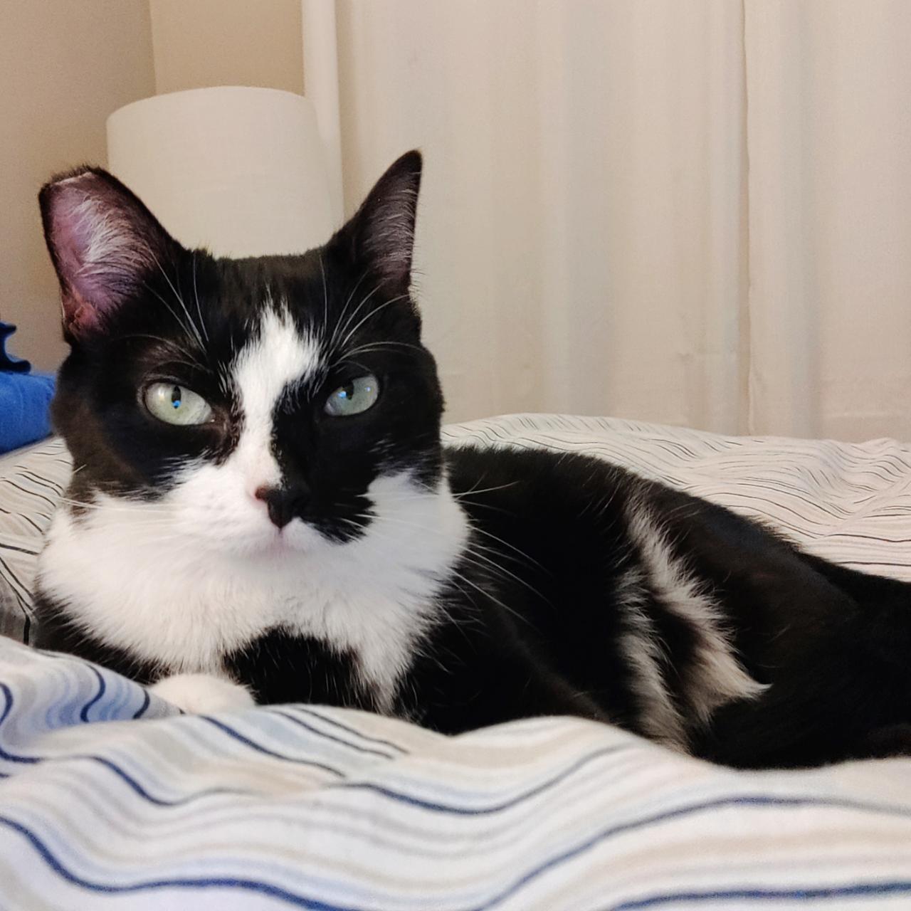 Andie (A++ Cuddler!), Adoptable, Adult Female Domestic Short Hair.