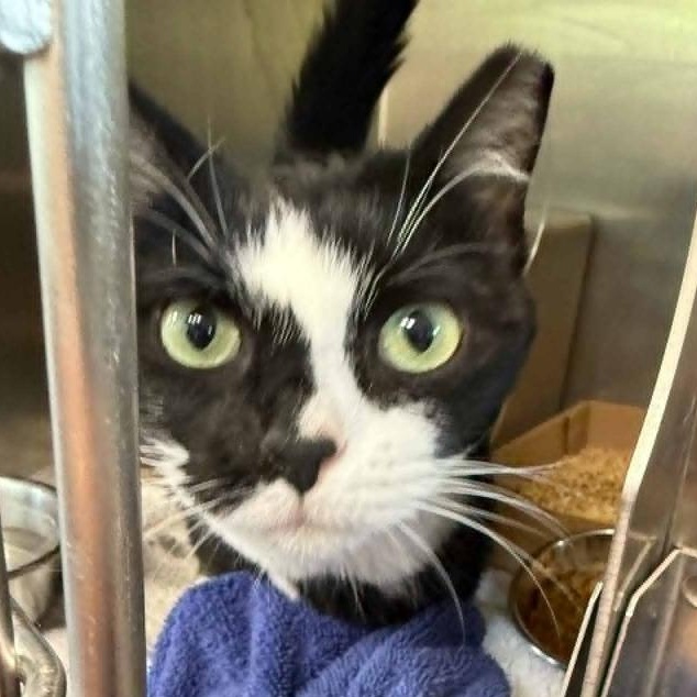 Enlarge Andie   (A++ Cuddler!), a Adoptable Domestic Short Hair in Berryville, VA image 4/4