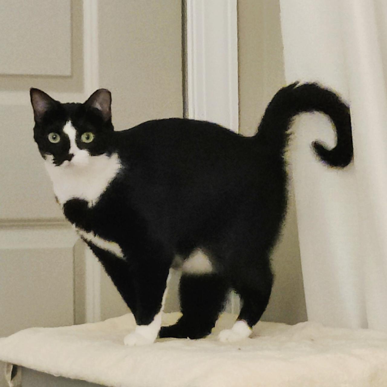 Enlarge Andie   (A++ Cuddler!), a Adoptable Domestic Short Hair in Berryville, VA image 3/4