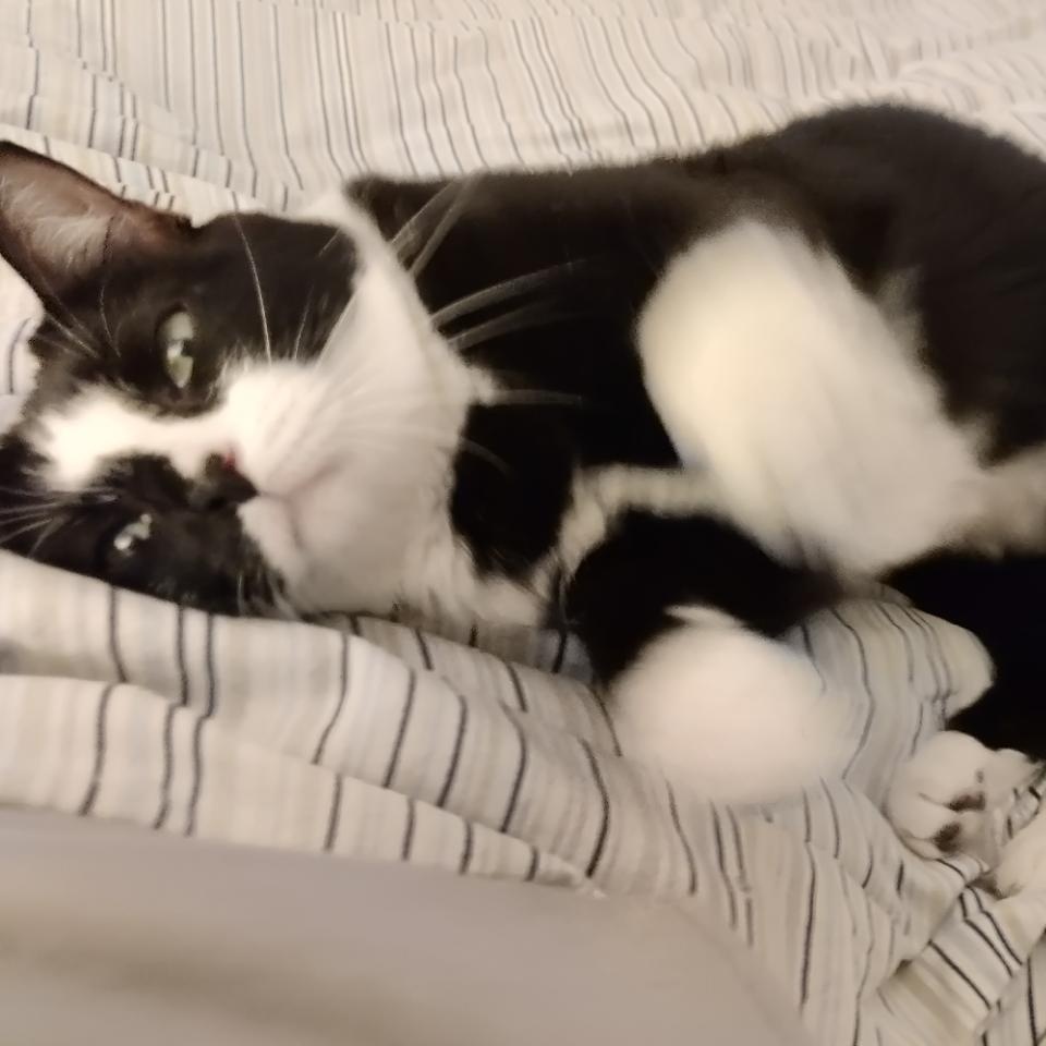 Enlarge Andie   (A++ Cuddler!), a Adoptable Domestic Short Hair in Berryville, VA image 2/4