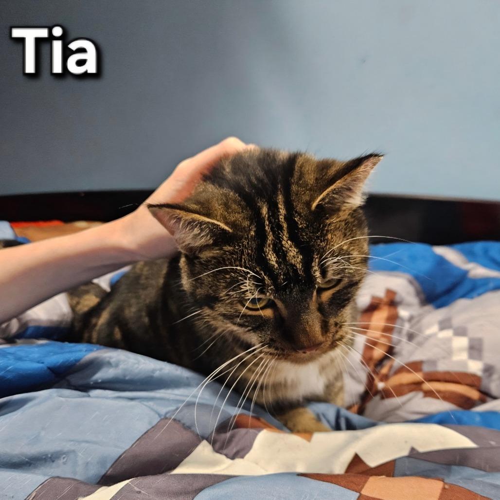 Tia, Adoptable, Adult Female Domestic Short Hair.
