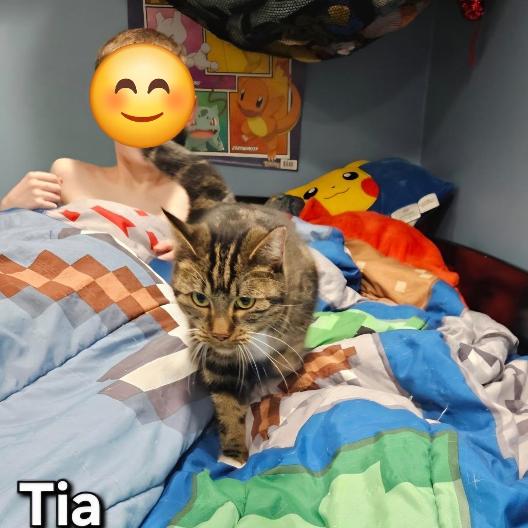 Enlarge Tia, a Adoptable Domestic Short Hair in Layton, UT image 2/4