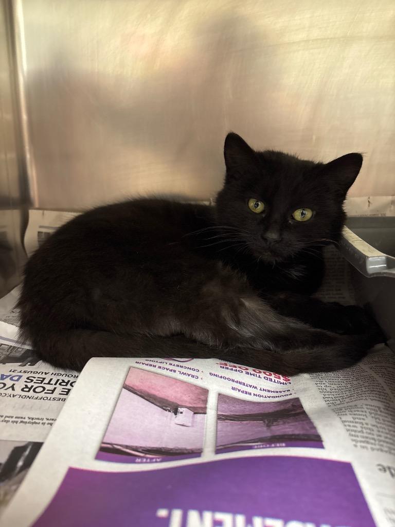 Bella, Adopted, Young Female Domestic Short Hair.