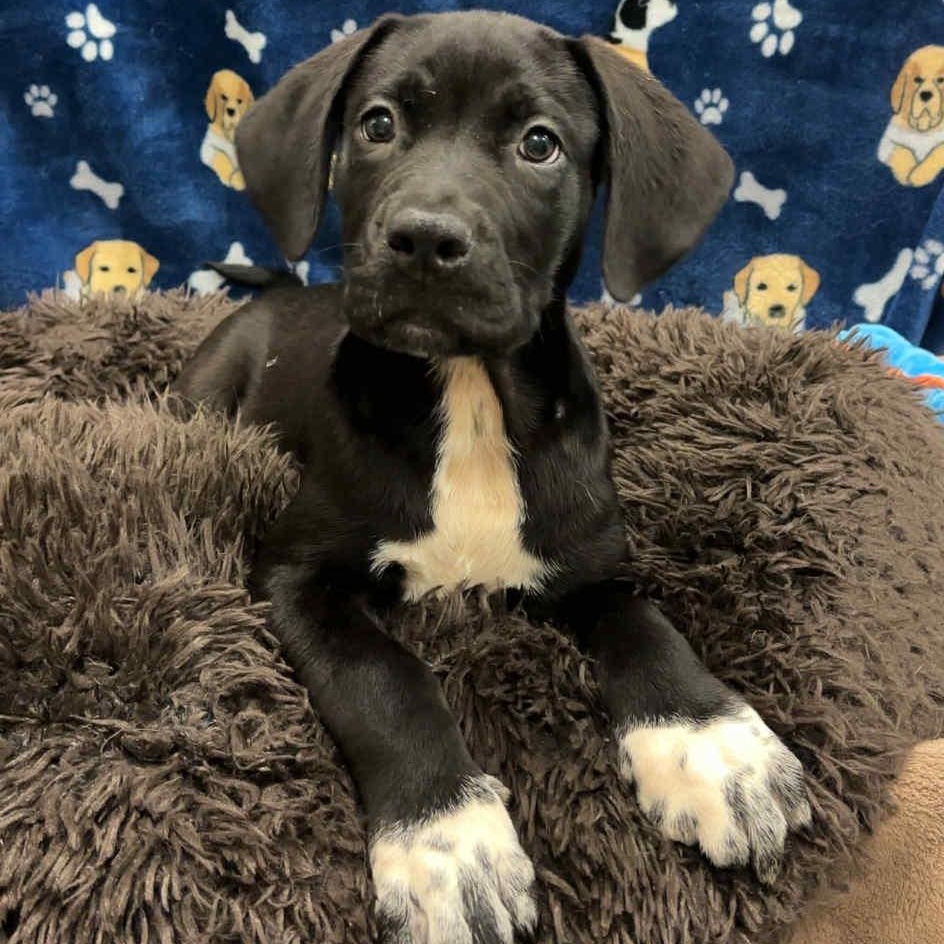 Dog for adoption Panda, a Black Labrador Retriever & Boxer Mix in