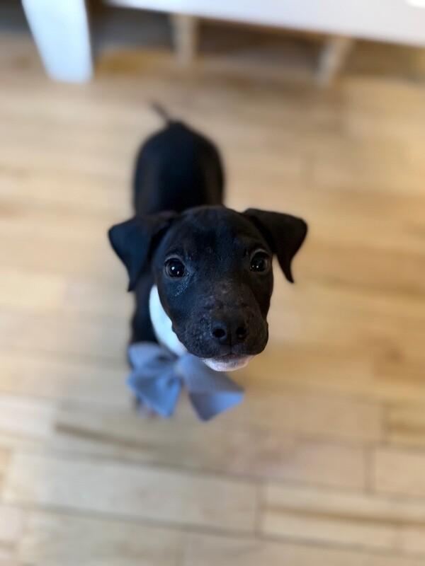 Onyx Sweetie — thumbnail 2