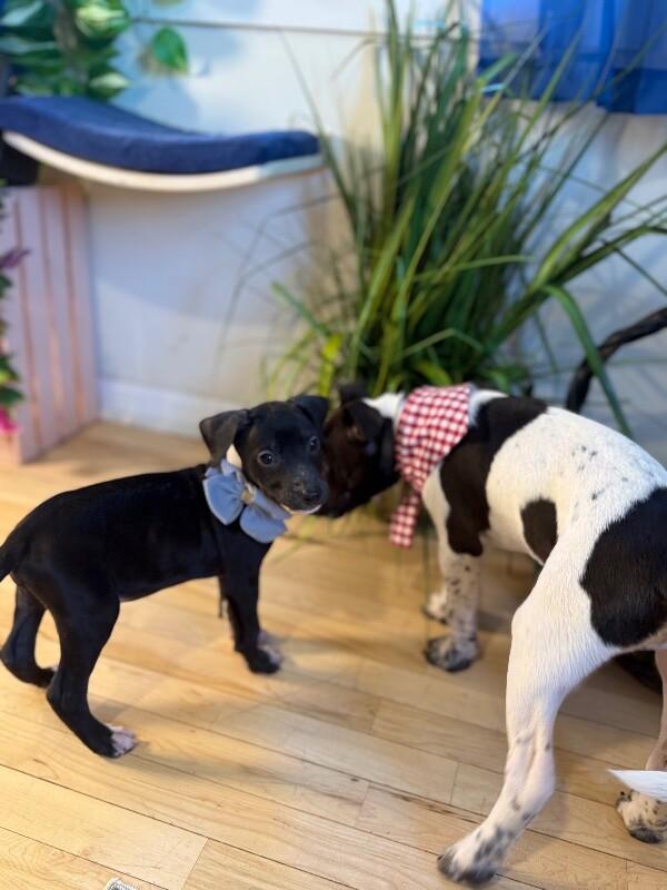 Onyx Sweetie — thumbnail 3