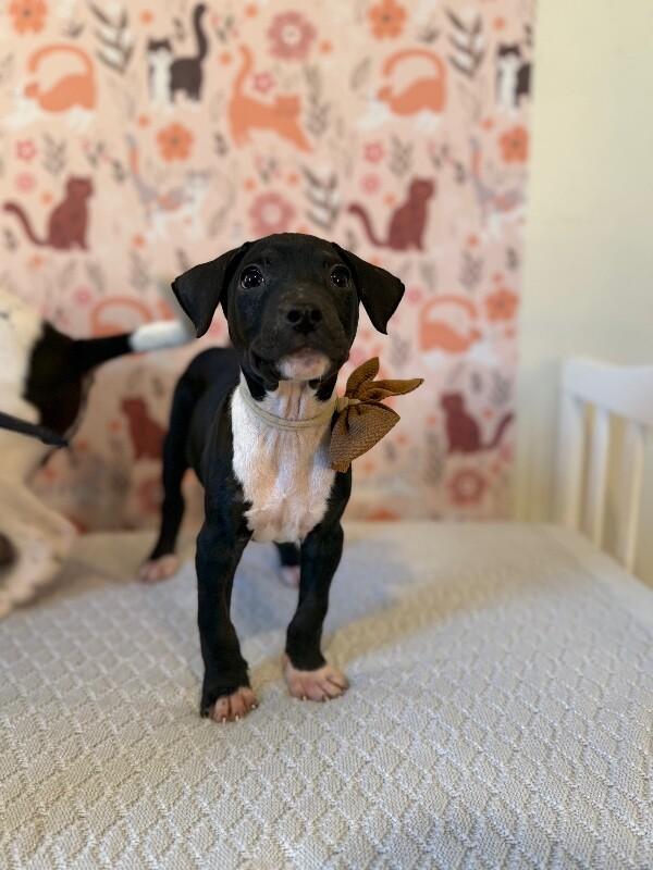 Onyx Sweetie — thumbnail 4