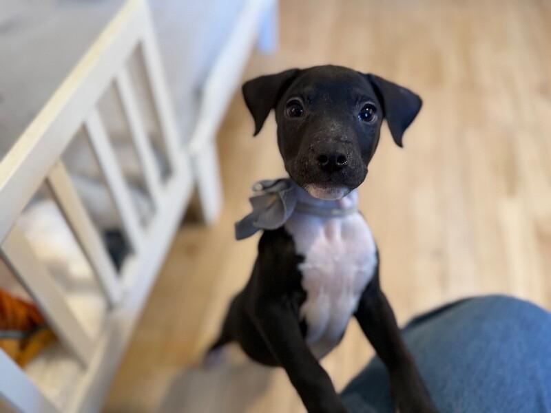 Onyx Sweetie — thumbnail 5