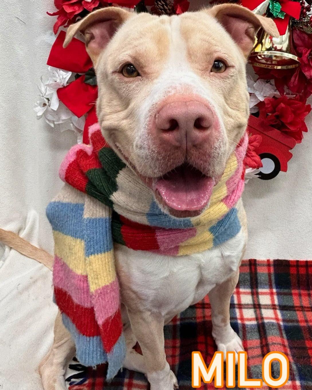 Enlarge Milo Tag #2076, a ADOPTABLE mixed breed in Central Islip, NY image 1/1