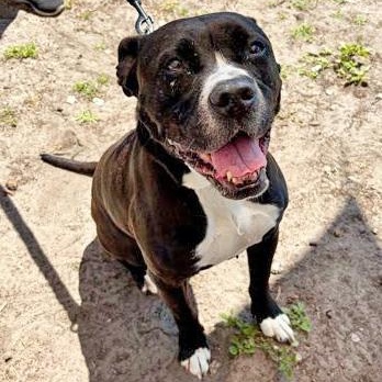 SASHA, a ADOPTABLE Mixed Breed in Fernandina Beach, FL image 1/3