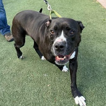 SASHA, a ADOPTABLE Mixed Breed in Fernandina Beach, FL image 2/3