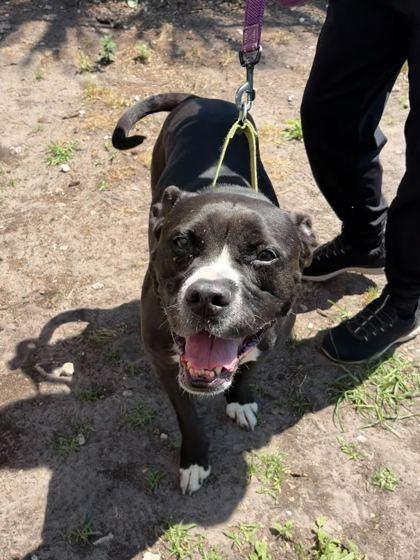 SASHA, a ADOPTABLE Mixed Breed in Fernandina Beach, FL image 3/3