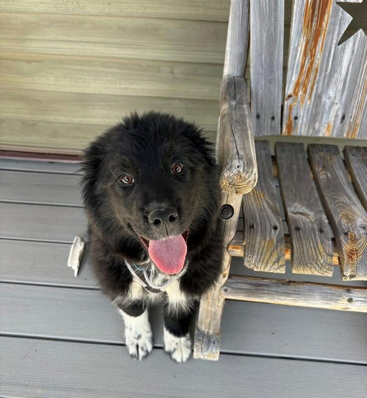 Briggs, adopted, Puppy Male Newfoundland Dog & Border Collie.
