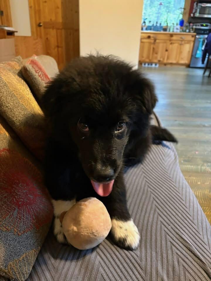 Briggs, an adopted mixed breed in Polson, MT image 5/5