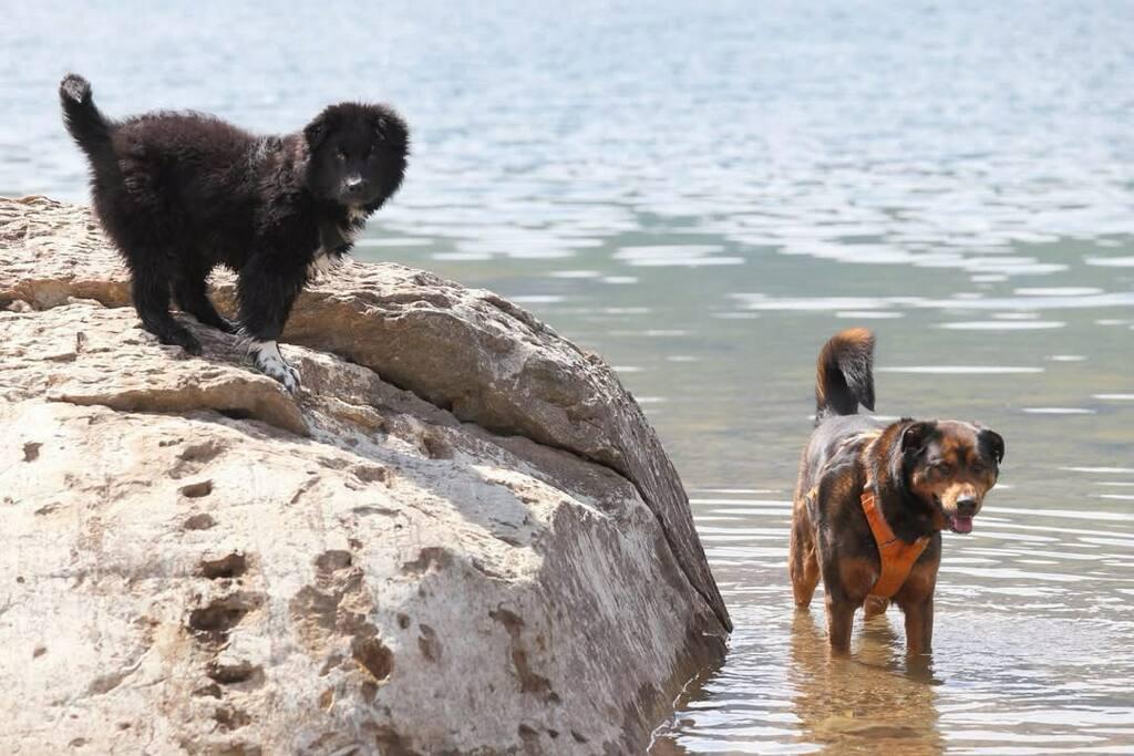 Briggs, an adopted mixed breed in Polson, MT image 4/5