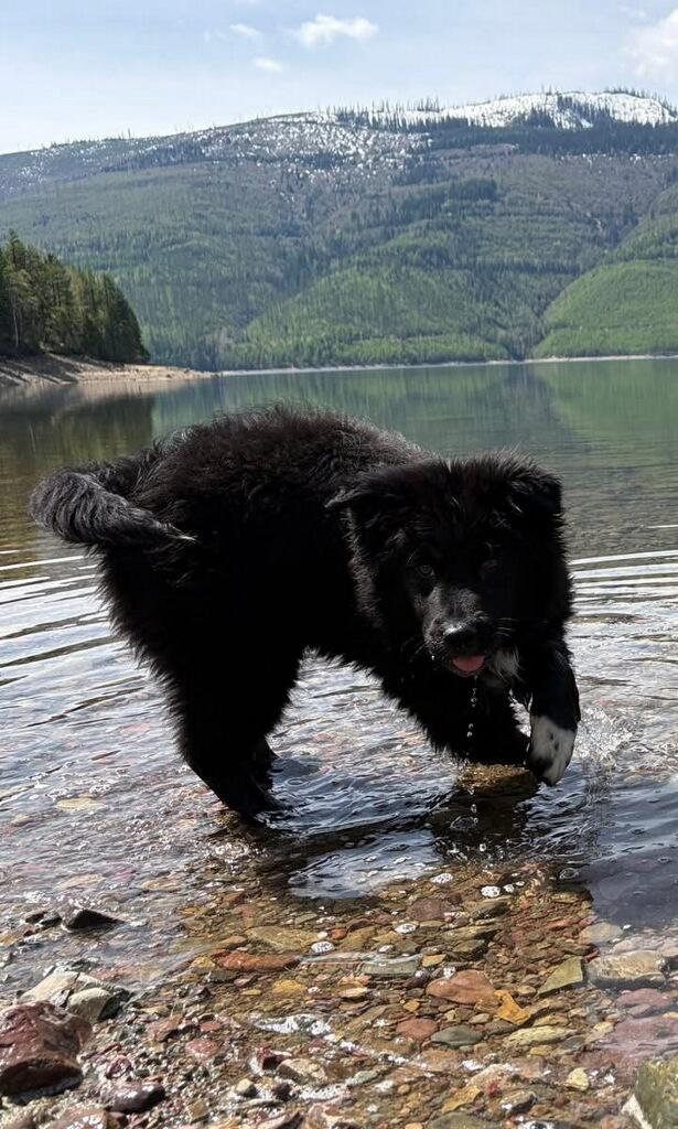 Briggs, an adopted mixed breed in Polson, MT image 3/5