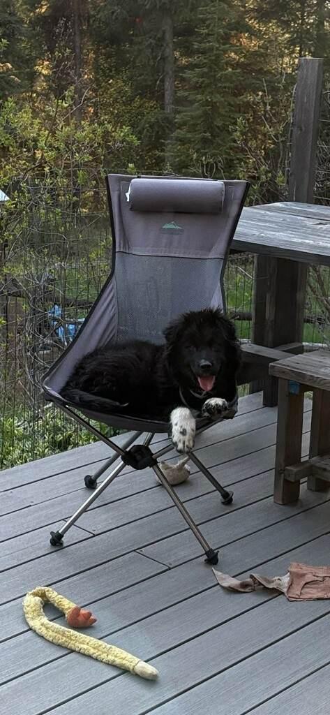 Briggs, an adopted mixed breed in Polson, MT image 2/5
