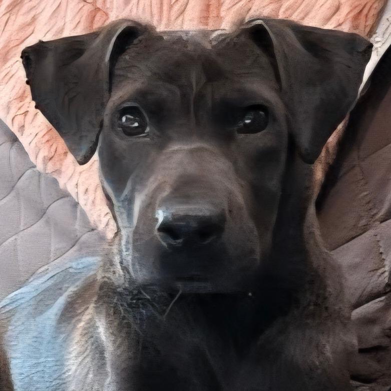 Hyacinth, Adoptable, Young Female Labrador Retriever & Boston Terrier.