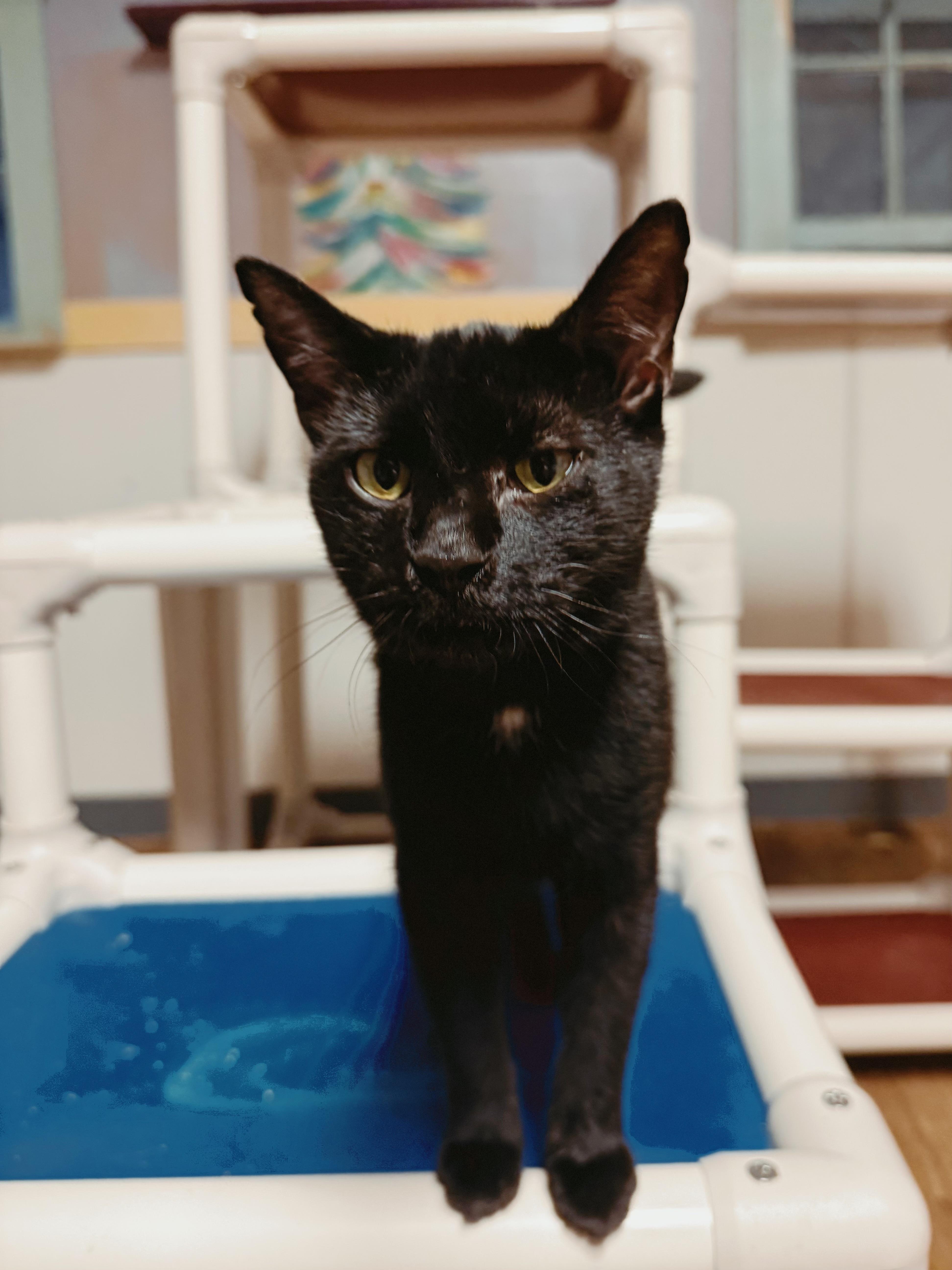 Enlarge Hollis, a Adoptable Domestic Short Hair in Varnville, SC image 1/1