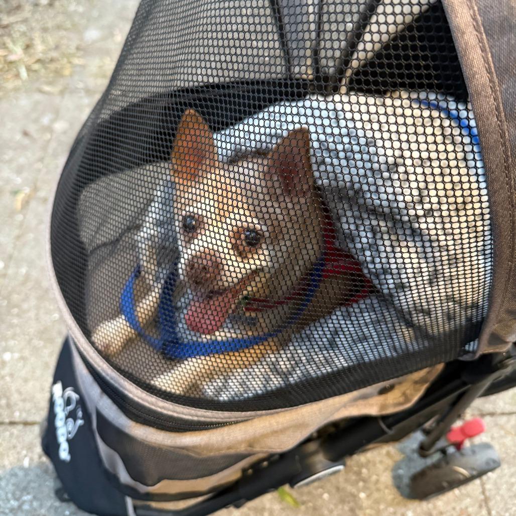 Rusty 13836, Adoptable, Senior Male Chihuahua.