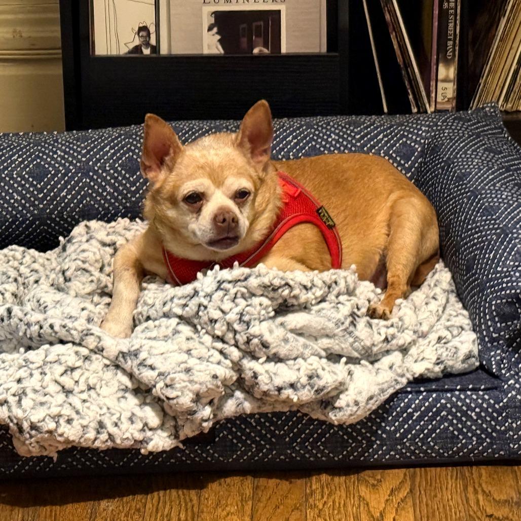 Enlarge Rusty 13836, a Adoptable Chihuahua in San Francisco, CA image 1/6