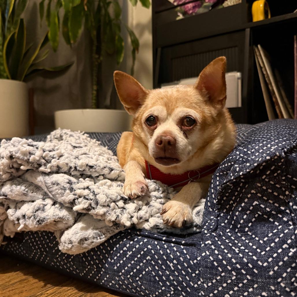 Enlarge Rusty 13836, a Adoptable Chihuahua in San Francisco, CA image 2/6