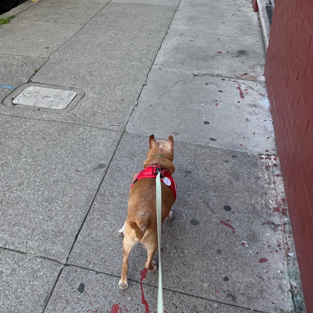 Enlarge Rusty 13836, a Adoptable Chihuahua in San Francisco, CA image 3/6