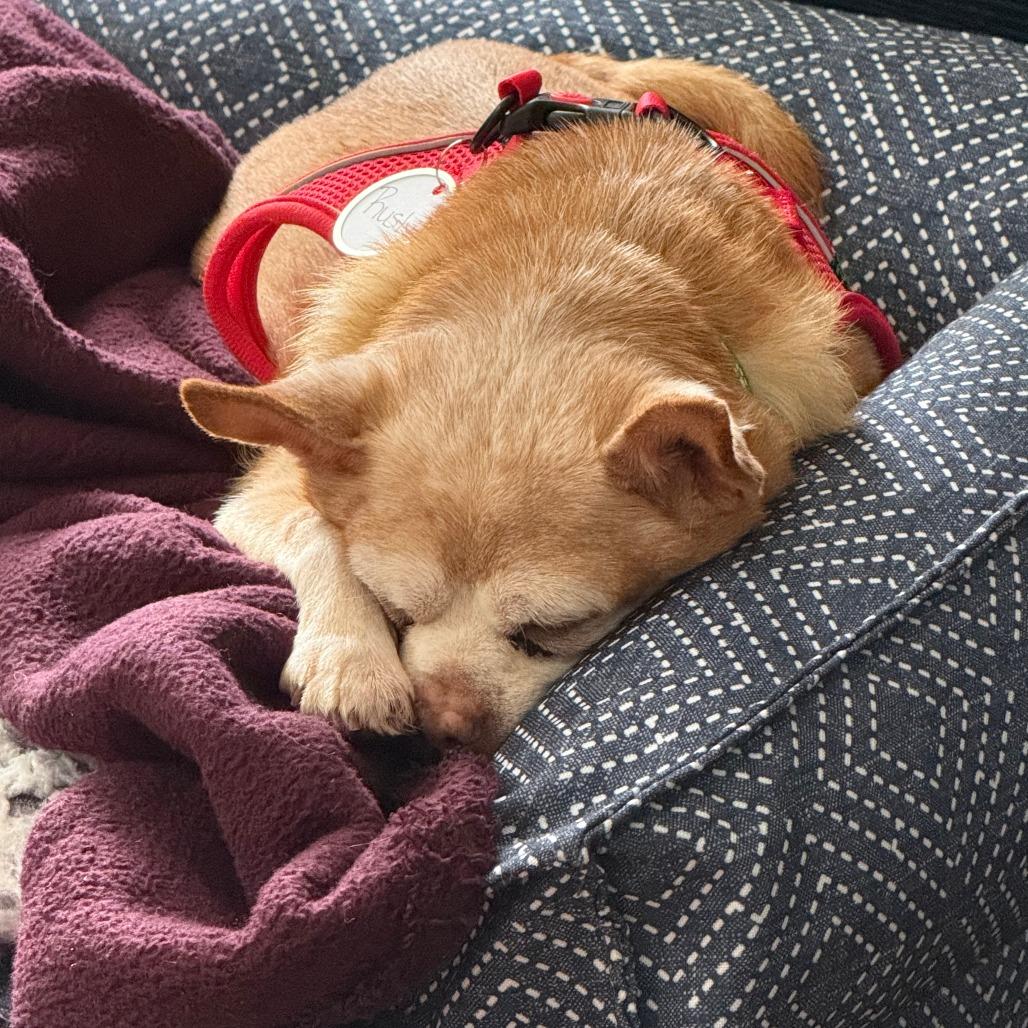 Enlarge Rusty 13836, a Adoptable Chihuahua in San Francisco, CA image 4/6