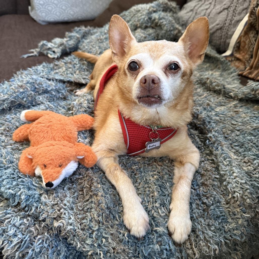 Enlarge Rusty 13836, a Adoptable Chihuahua in San Francisco, CA image 5/6
