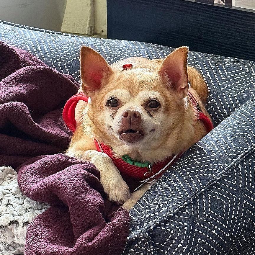 Enlarge Rusty 13836, a Adoptable Chihuahua in San Francisco, CA image 6/6