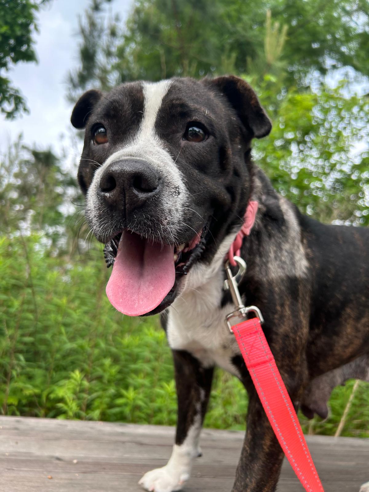 Enlarge ANGEL, a Adopted mixed breed in South Houston, TX image 1/6