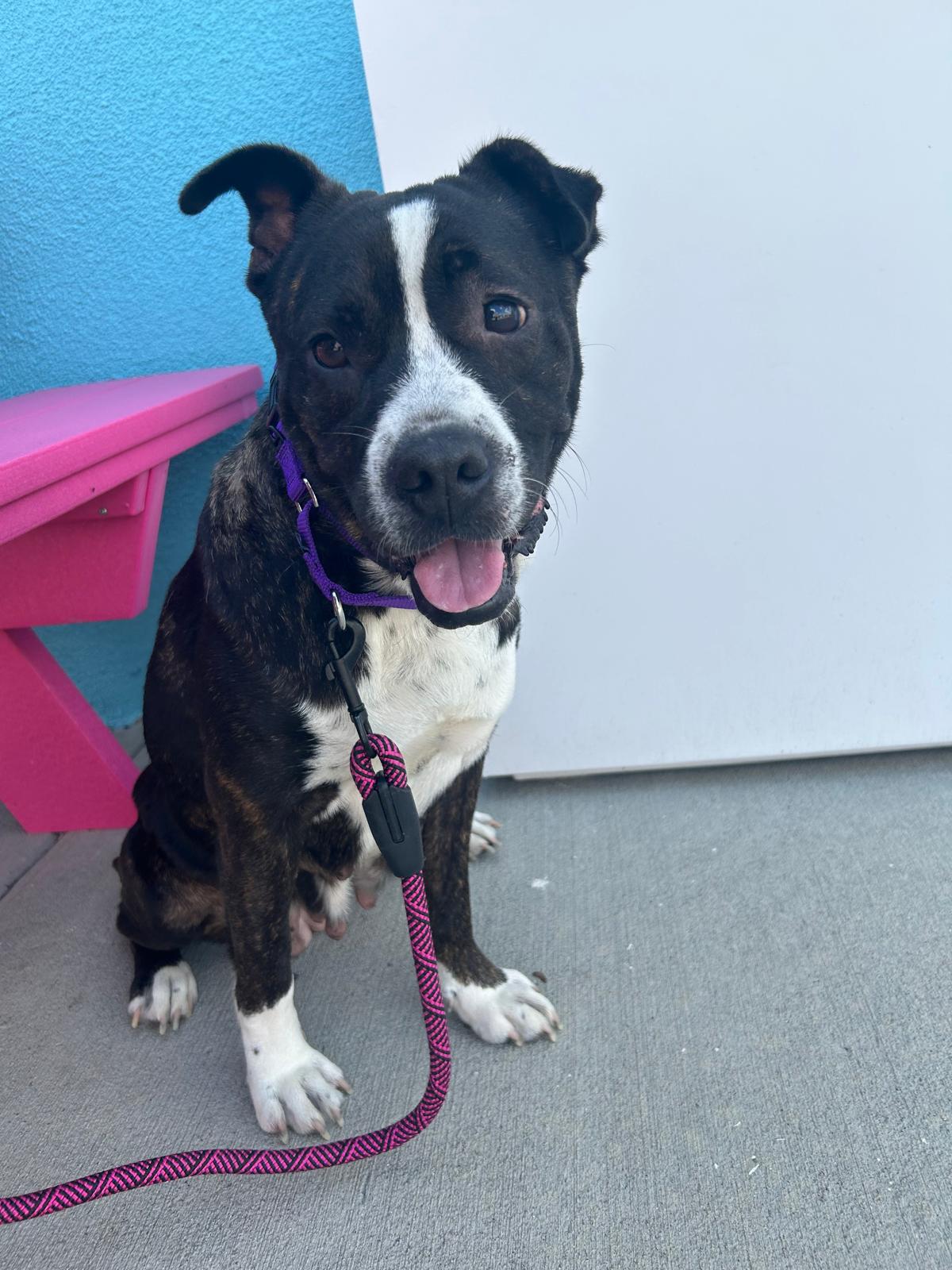 Enlarge ANGEL, a Adopted mixed breed in South Houston, TX image 2/6