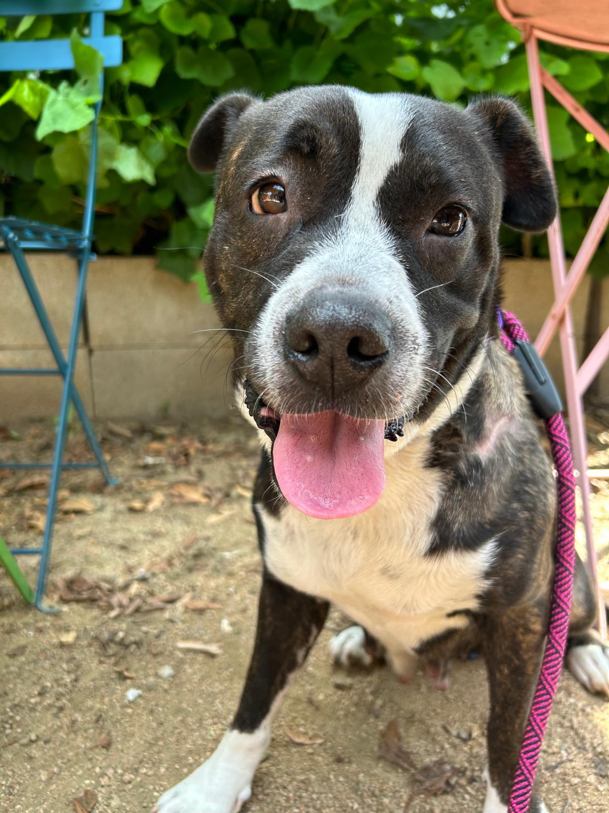 Enlarge ANGEL, a Adopted mixed breed in South Houston, TX image 5/6