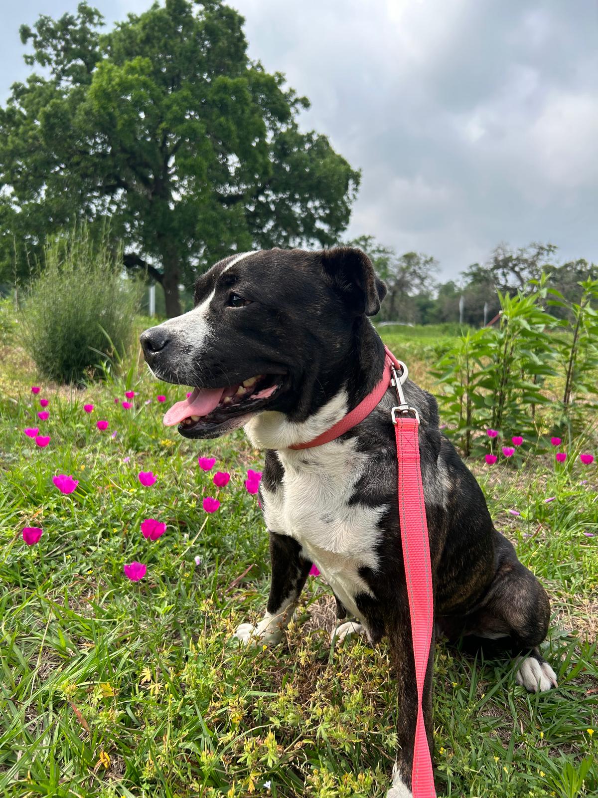 Enlarge ANGEL, a Adopted mixed breed in South Houston, TX image 6/6