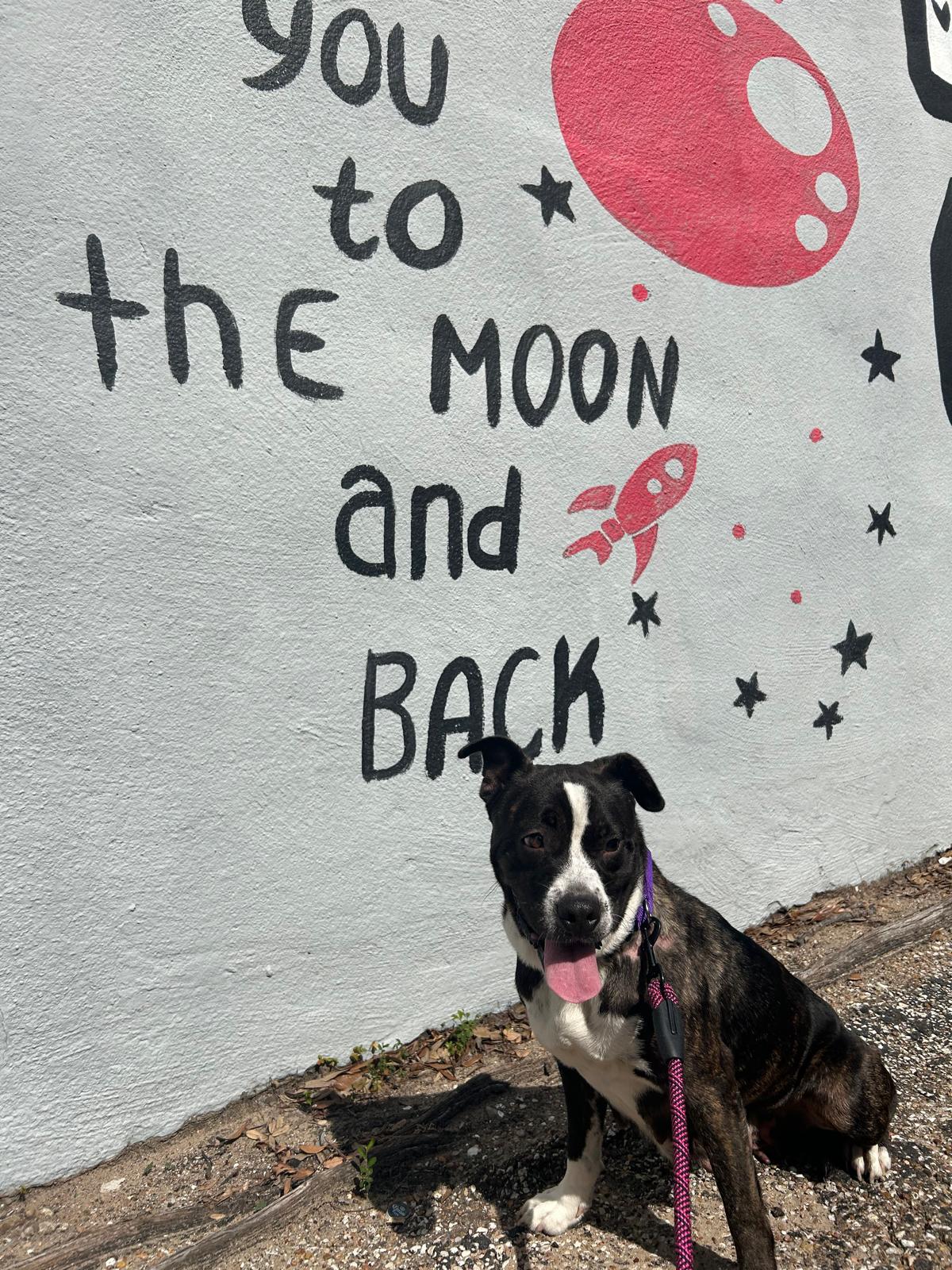 Enlarge ANGEL, a Adopted mixed breed in South Houston, TX image 4/6