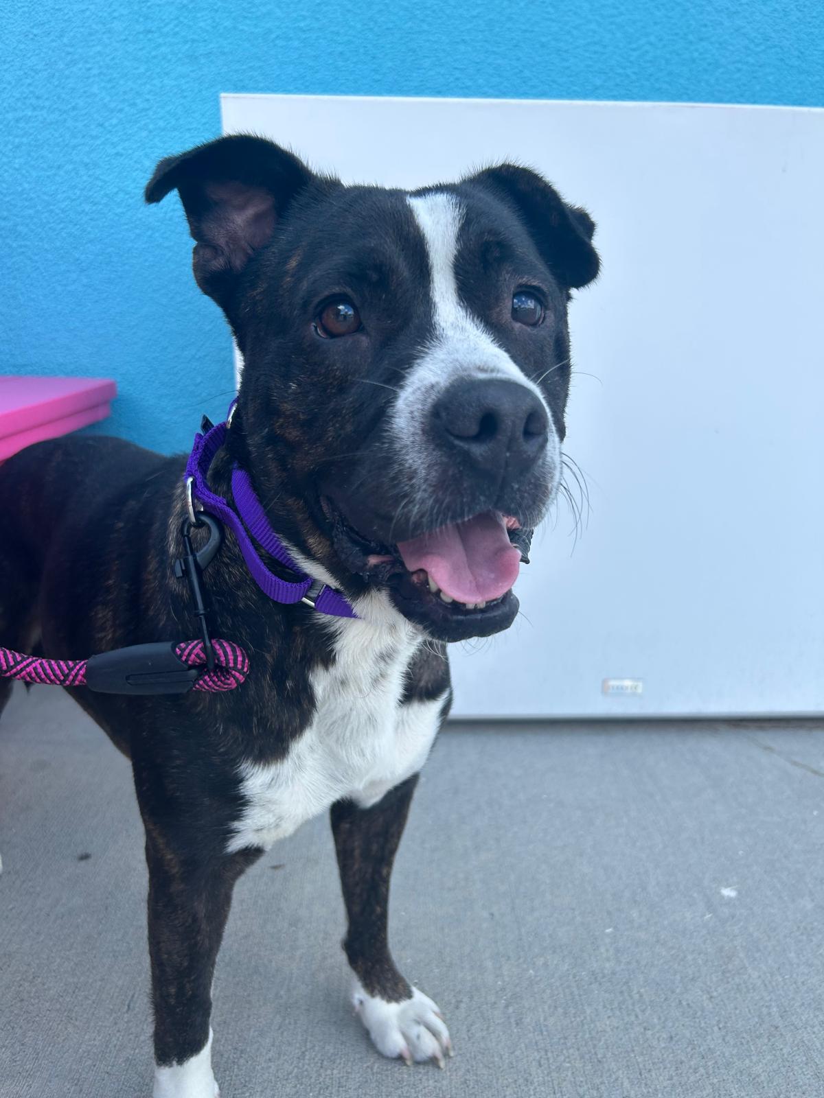 Enlarge ANGEL, a Adopted mixed breed in South Houston, TX image 3/6